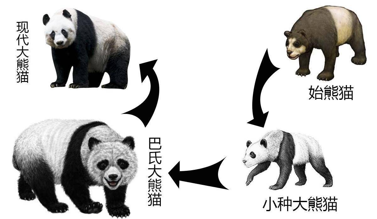 西安一野生大熊猫被一个人就吓跑了，为什么多数动物胆子都很小？