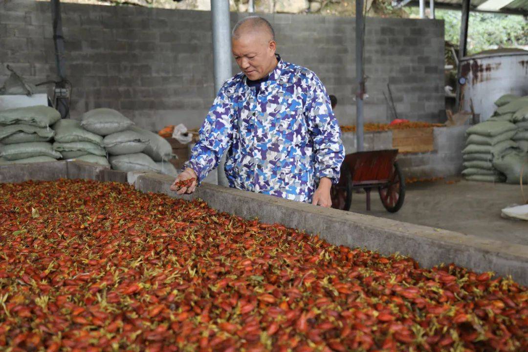历史最高价！长阳这一农产品火了