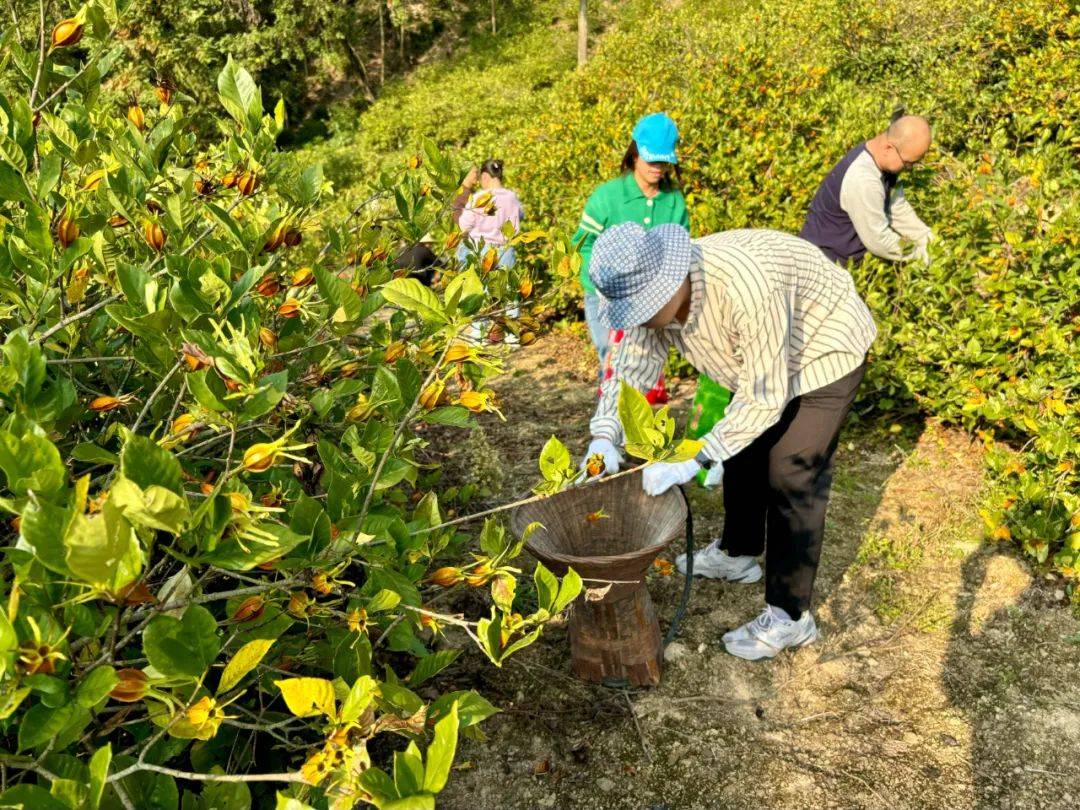 历史最高价！长阳这一农产品火了