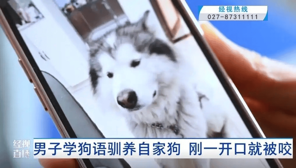 男子刷视频学“狗语”与狗对话，一开口脸竟被咬穿