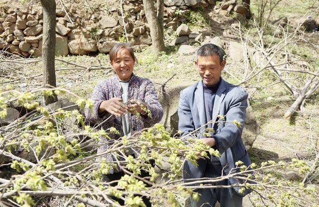 伏牛山“黄金花”绽放！汝阳杜仲茶香飘全国，10万亩绿海铺就乡村振兴路