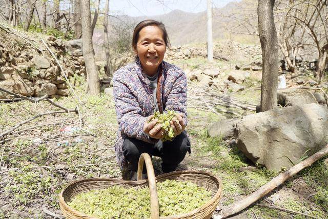 伏牛山“黄金花”绽放！汝阳杜仲茶香飘全国，10万亩绿海铺就乡村振兴路