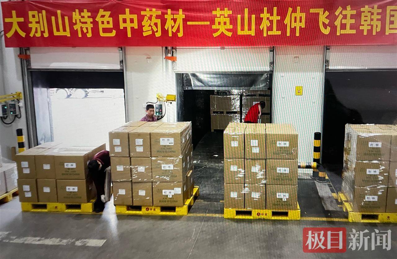 大别山特色中药材“英山杜仲”打飞的去韩国，此前已有英山云雾茶、英山茯苓空运出口