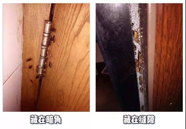 蟑螂也会咬人？网友纷纷评论被蟑螂咬过！