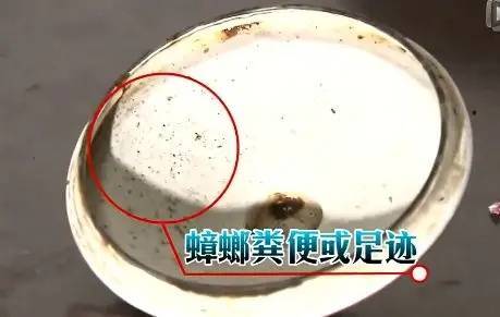 蟑螂也会咬人？网友纷纷评论被蟑螂咬过！