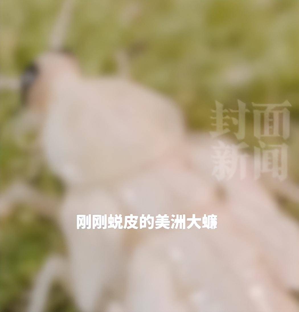 女记者体验生吃活蟑螂“有核桃味”引关注，专家解读：蟑螂用途广泛