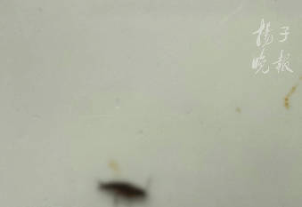 男子丢蟑螂敲诈海底捞，自己报警索赔十倍被刑拘！曾多次前往地下浴场抓蟑螂