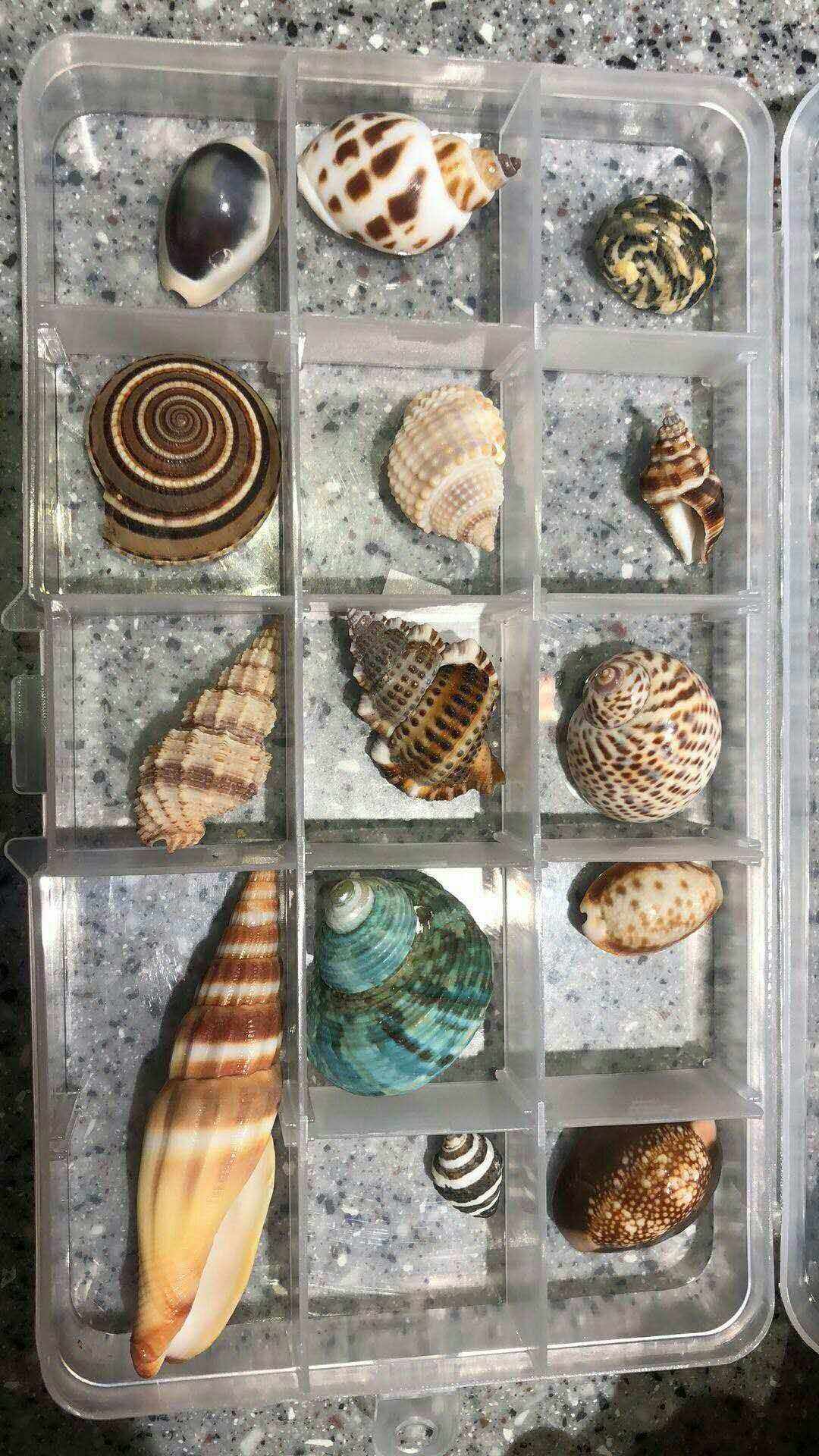 小贝壳虚拟币(小贝壳虚拟币是真的吗)